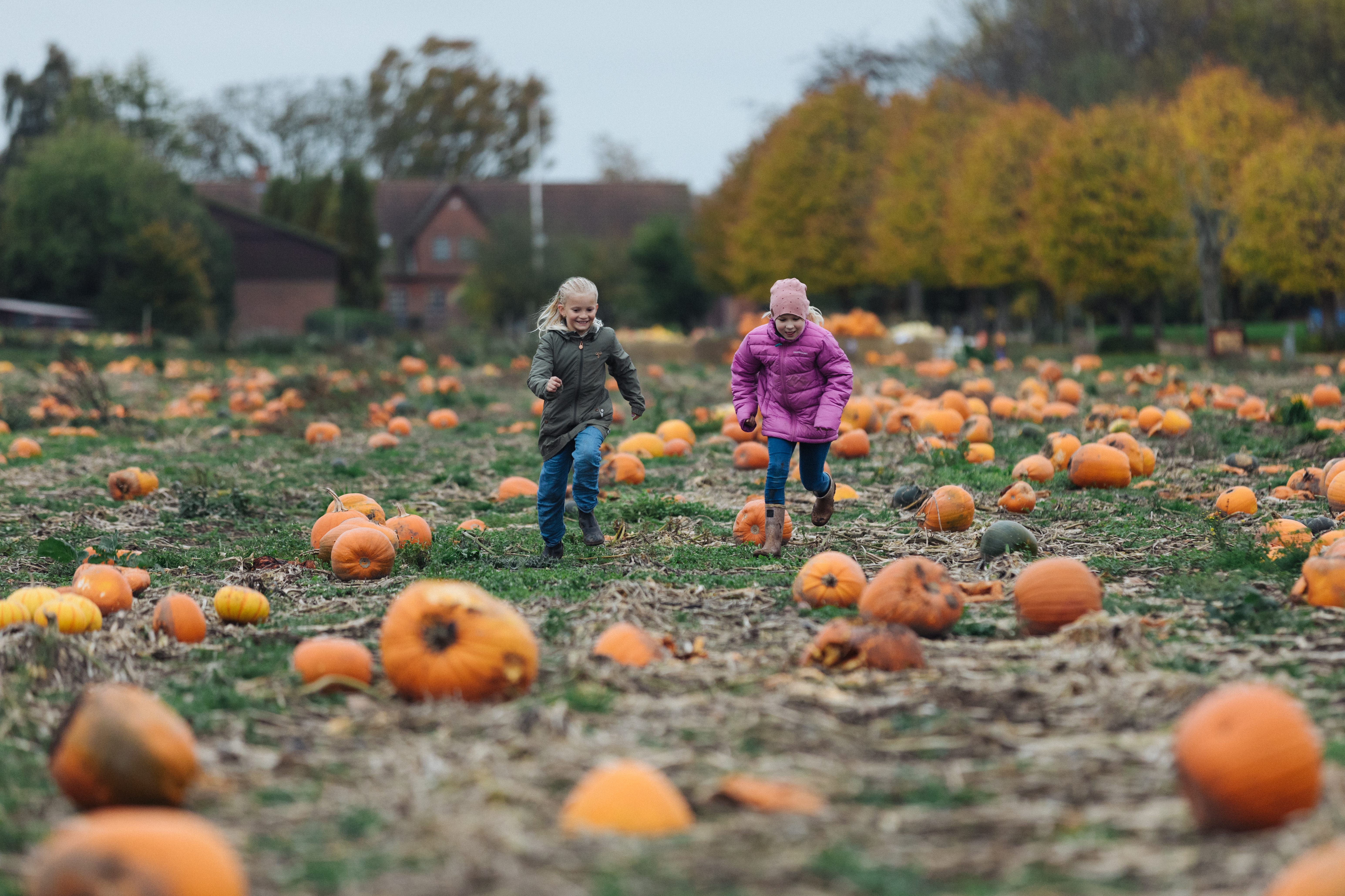 Piger løber i græskarmark i Kelleby ved Søndersø